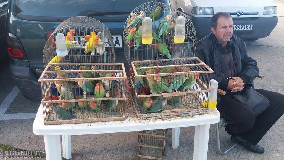 Снимка на гълъб