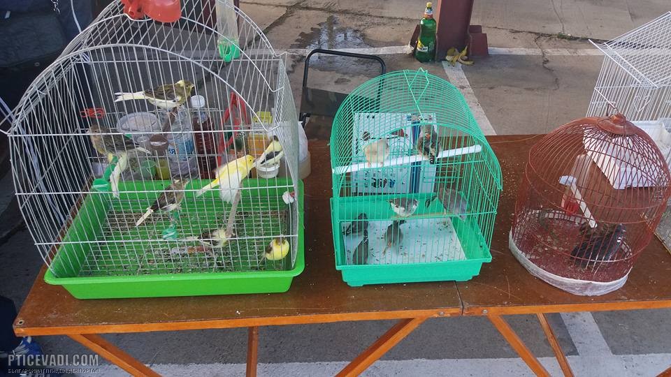 Снимка на гълъб