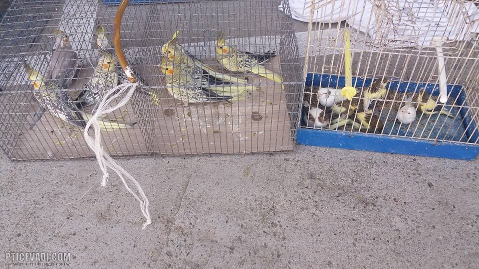 Снимка на гълъб