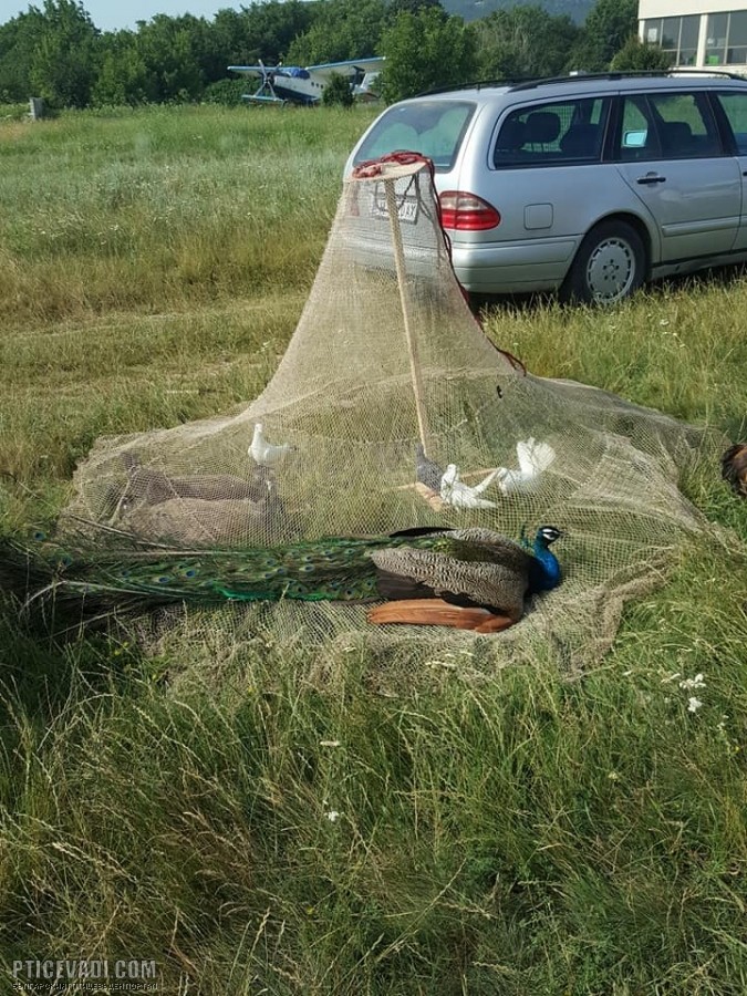 Снимка на гълъб