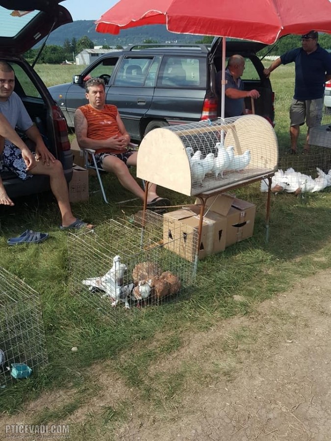 Снимка на гълъб