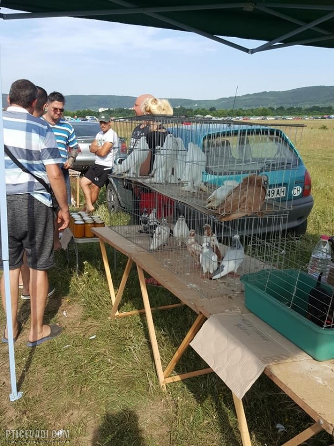 Снимка на гълъб