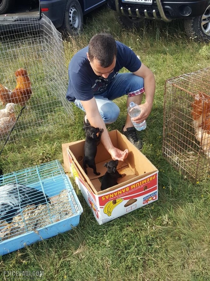Снимка на гълъб