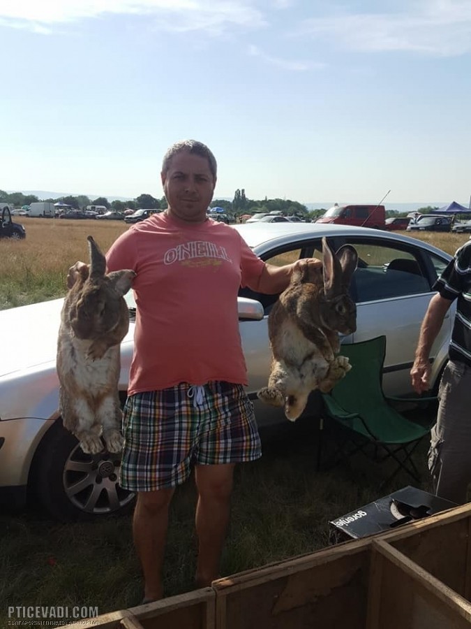 Снимка на гълъб