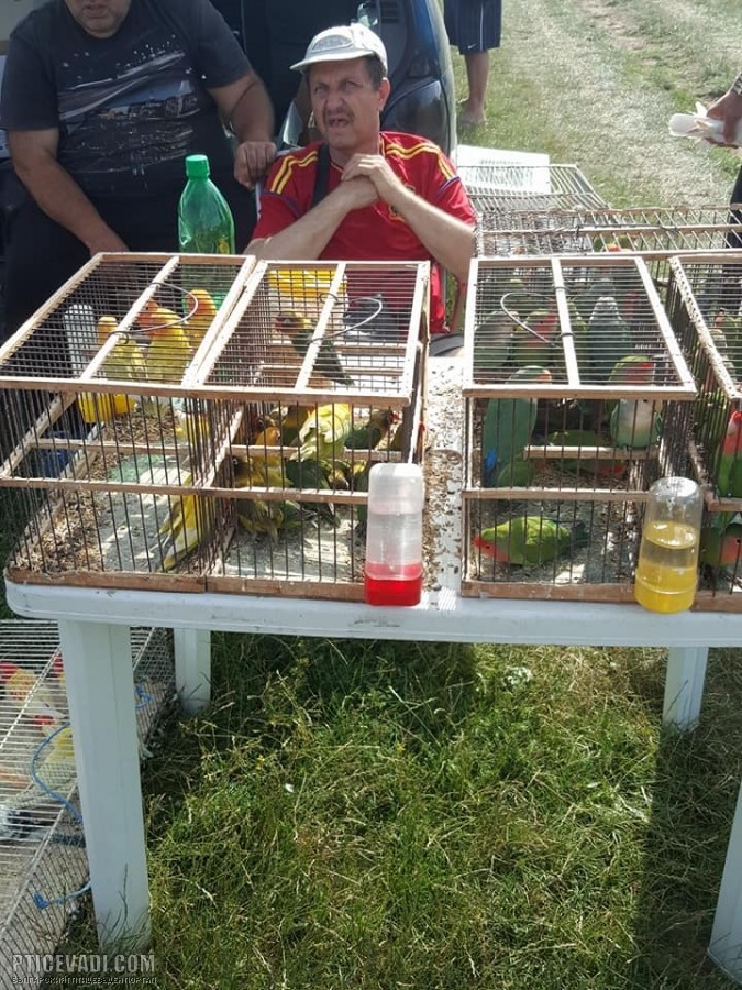 Снимка на гълъб
