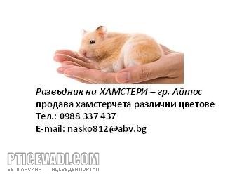Снимка на гълъб