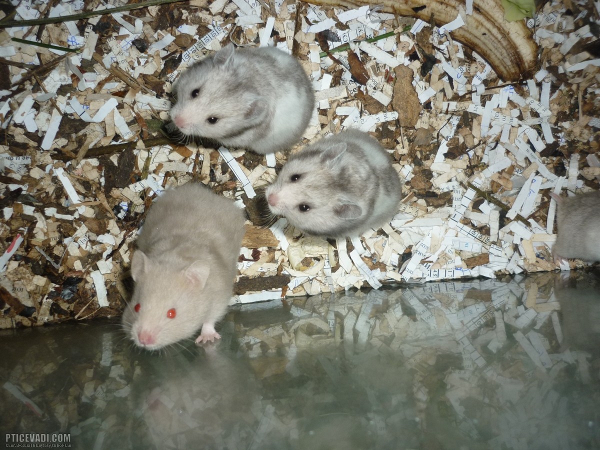Снимка на гълъб