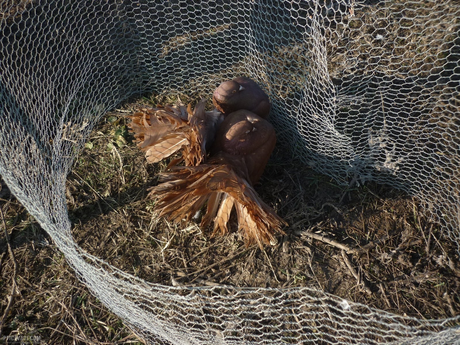 Снимка на гълъб