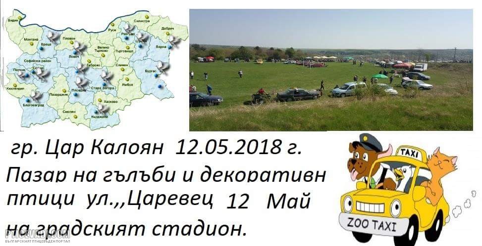 Снимка на гълъб