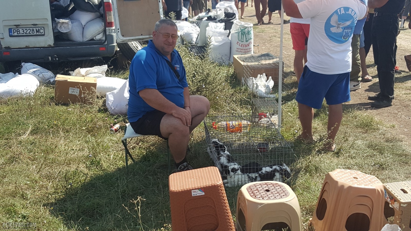 Снимка на гълъб
