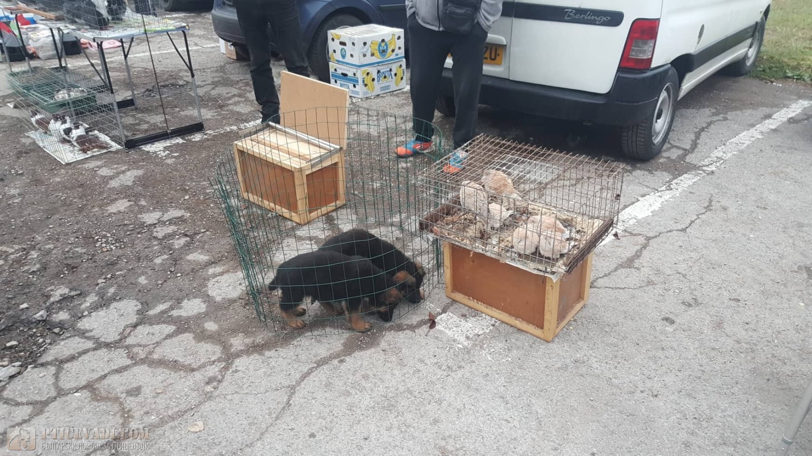 Снимка на гълъб