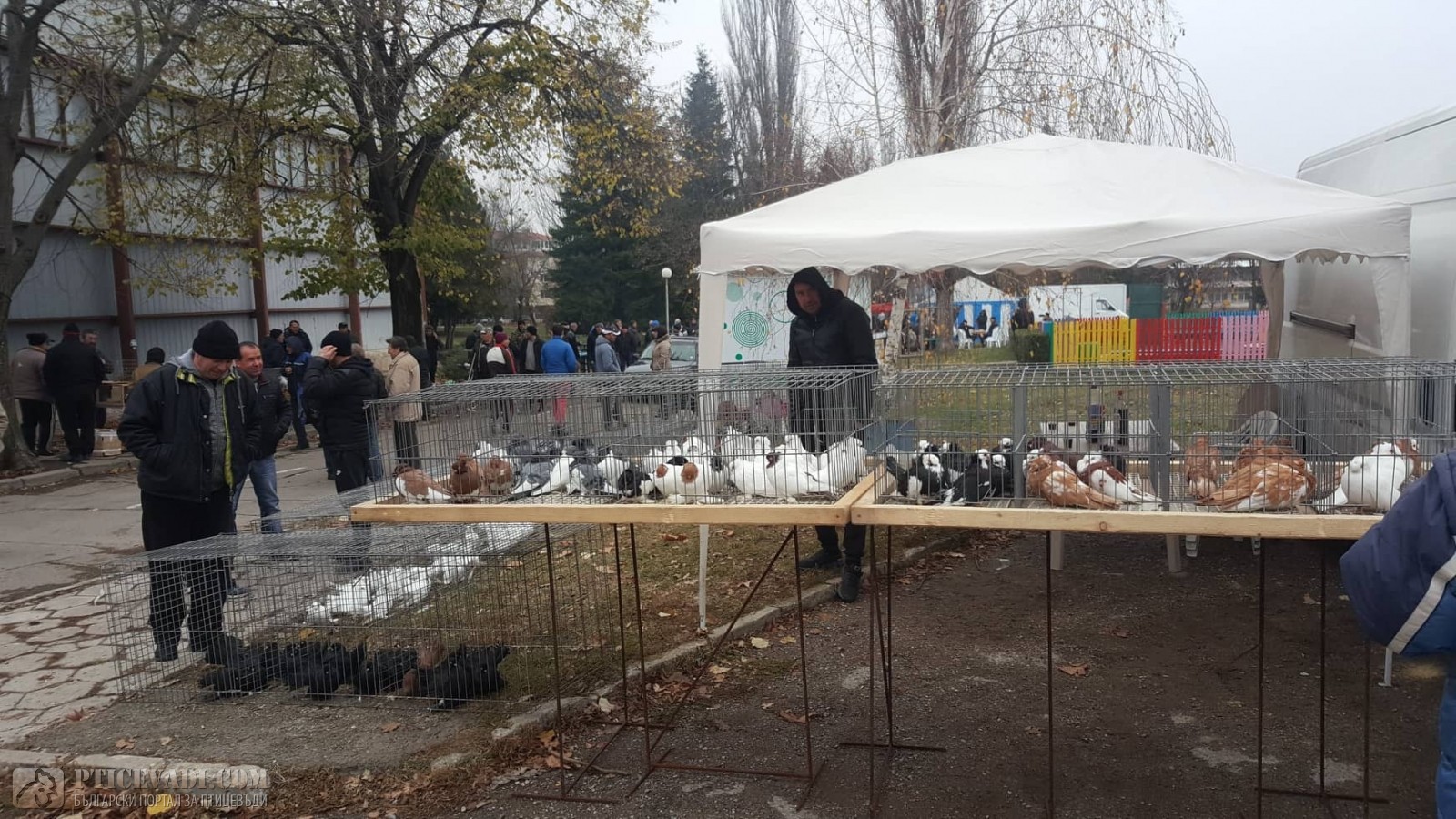 Снимка на гълъб