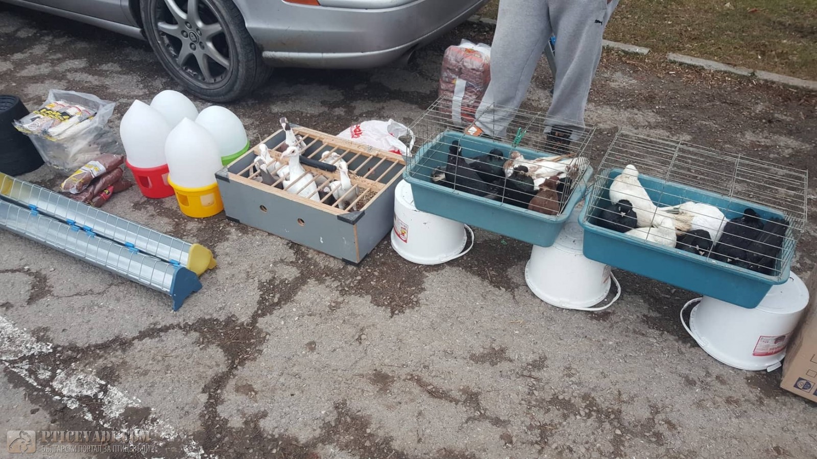 Снимка на гълъб