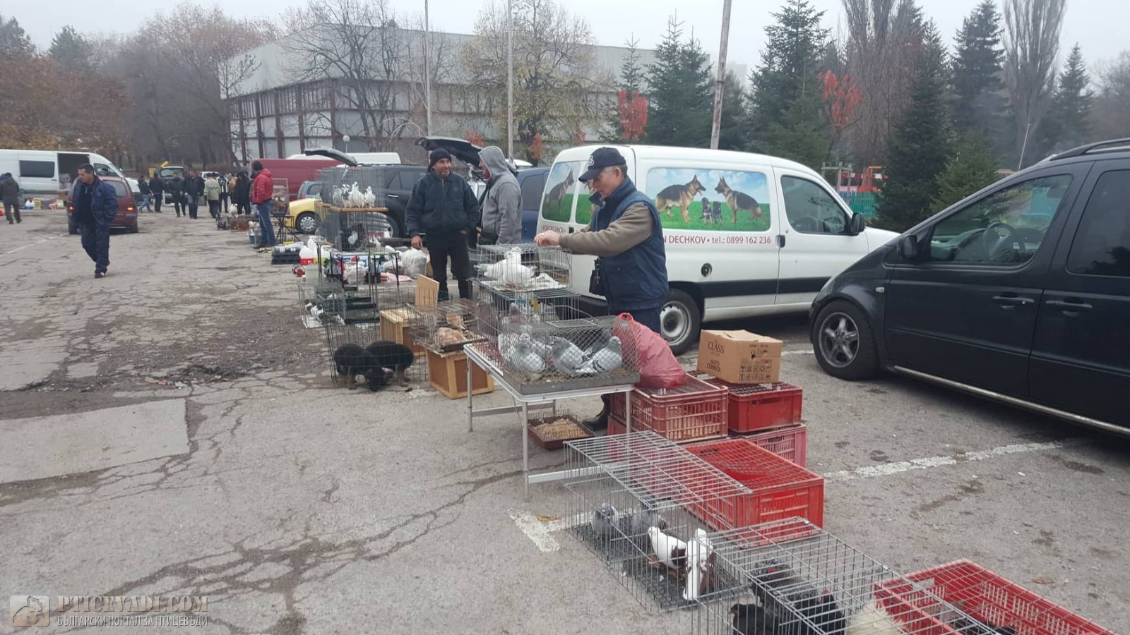 Снимка на гълъб
