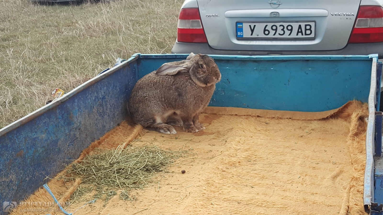Снимка на гълъб