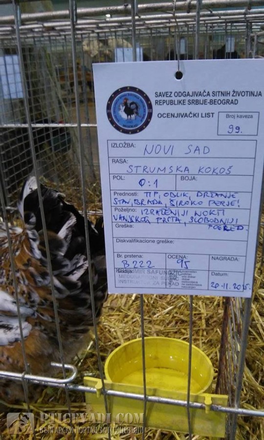 Снимка на гълъб