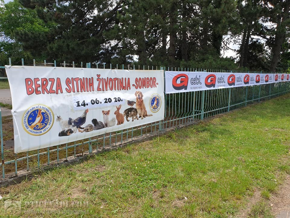 Снимка на гълъб