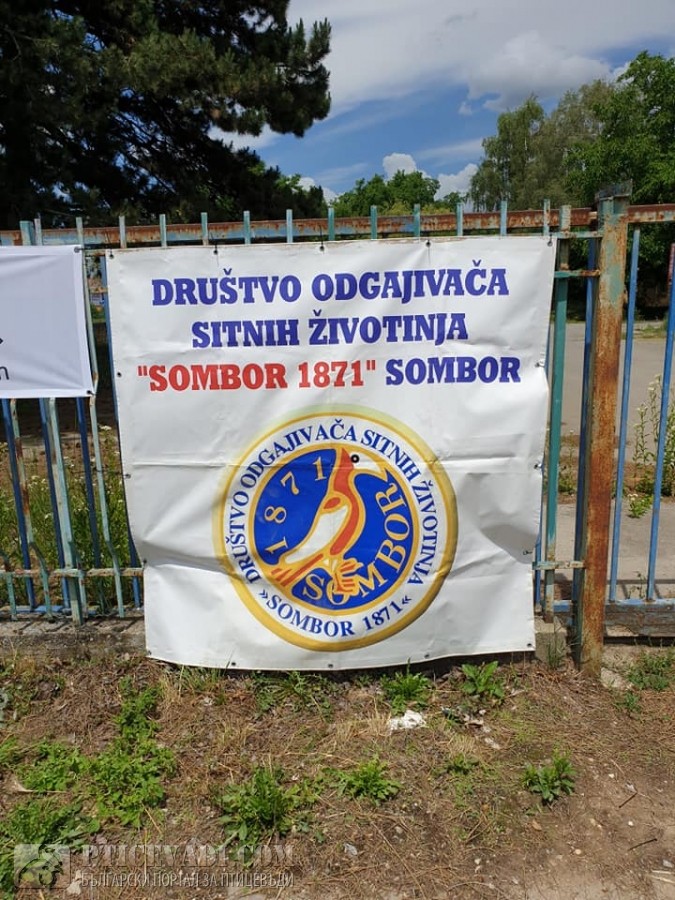 Снимка на гълъб