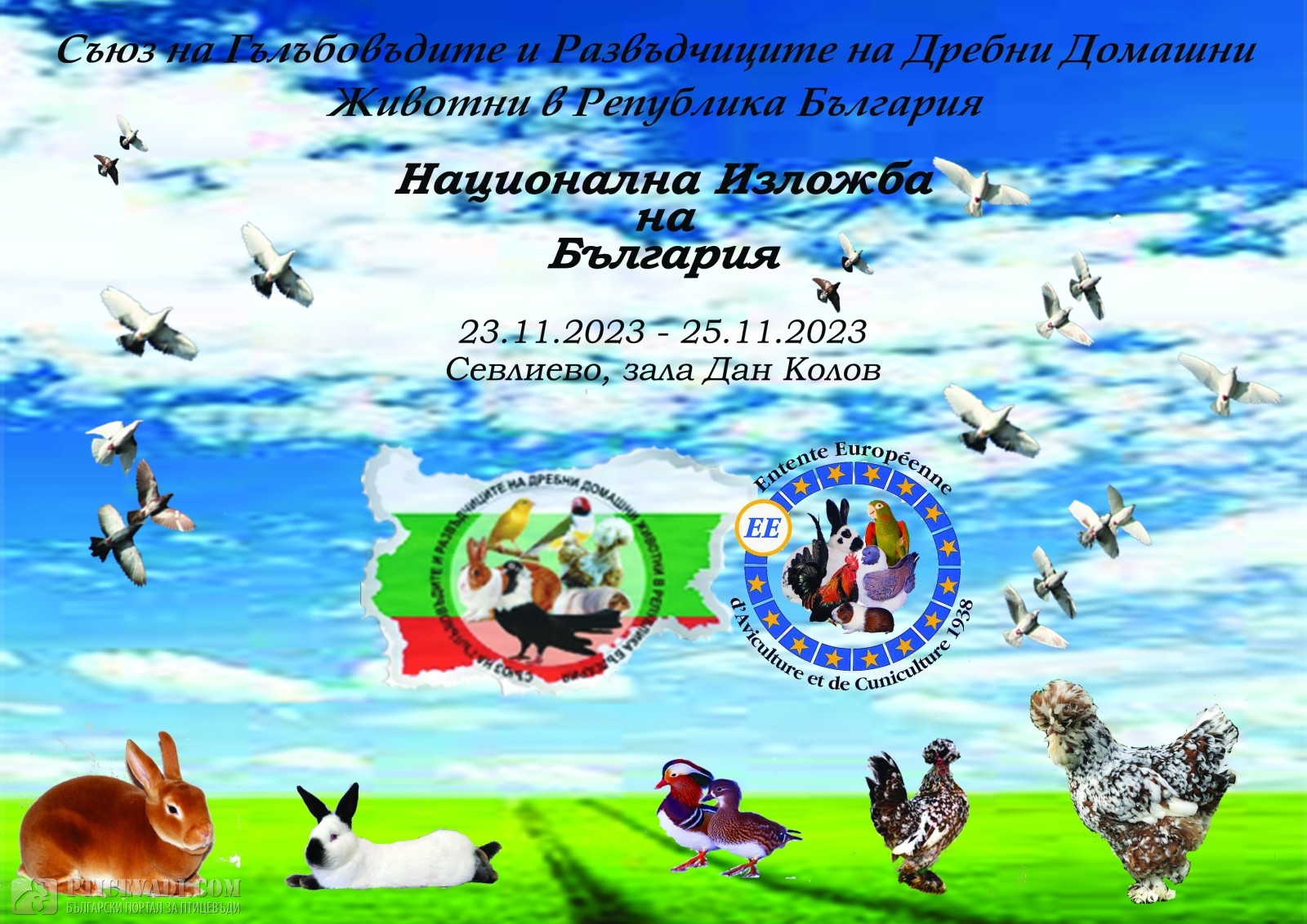 Снимка на гълъб