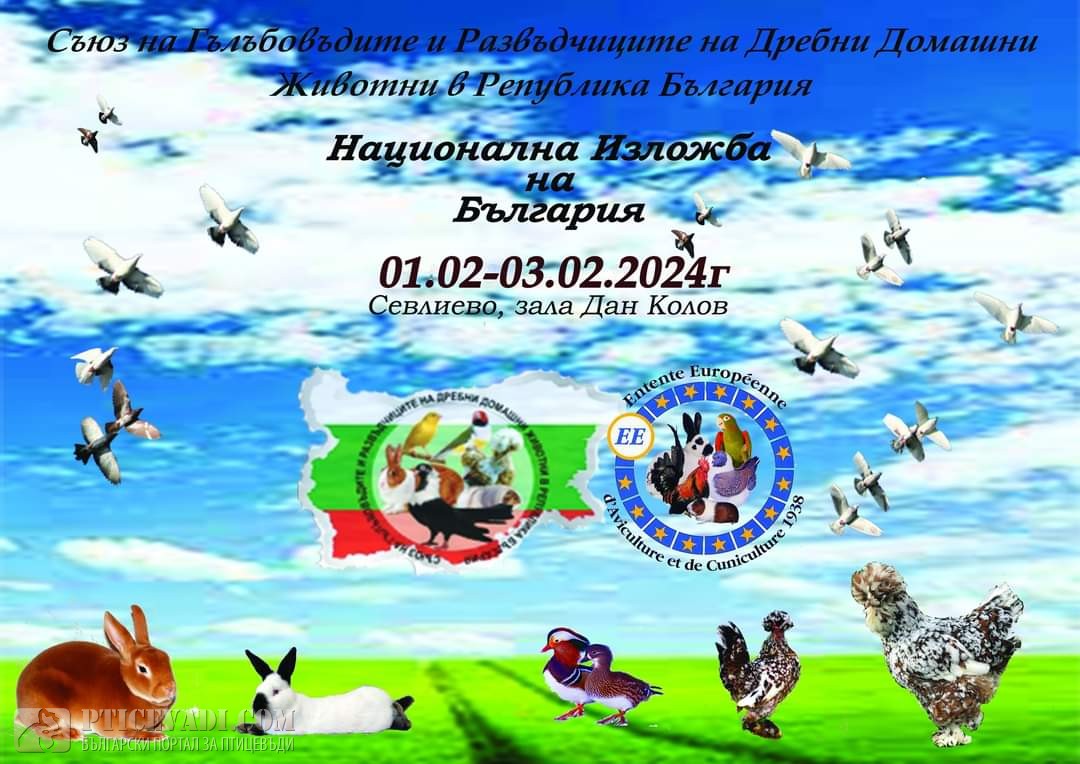 Снимка на гълъб