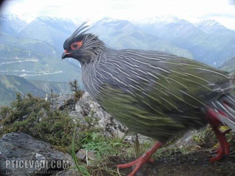 Снимка на гълъб