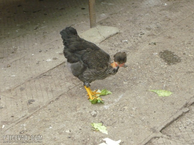 Снимка на гълъб