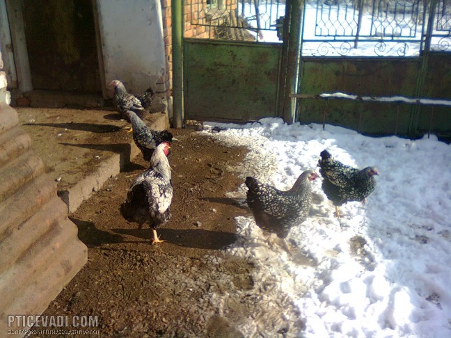 Снимка на гълъб