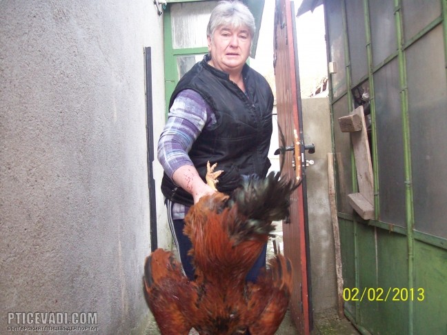 Снимка на гълъб