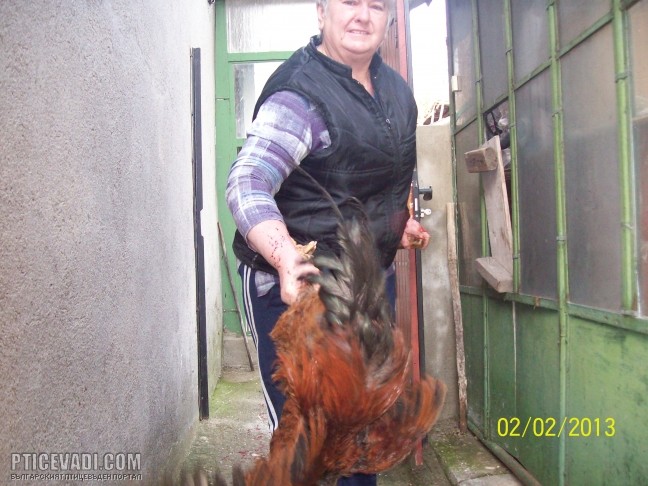 Снимка на гълъб