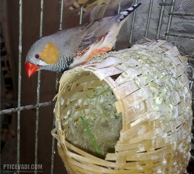 Снимка на гълъб