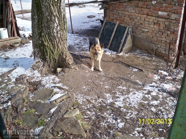 Снимка на гълъб