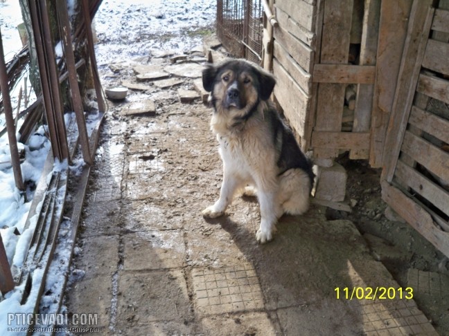 Снимка на гълъб