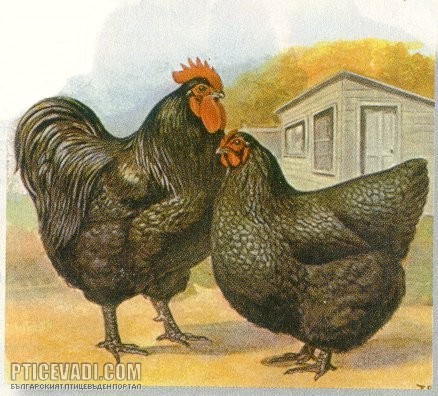 Снимка на гълъб