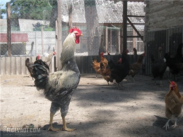 Снимка на гълъб
