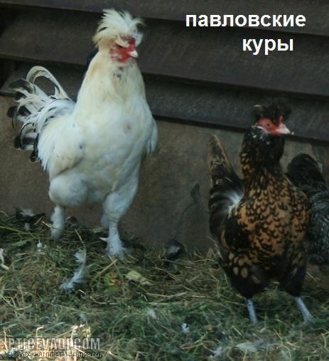 Снимка на гълъб