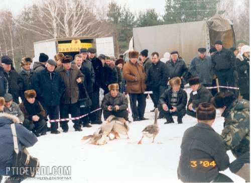 Снимка на гълъб