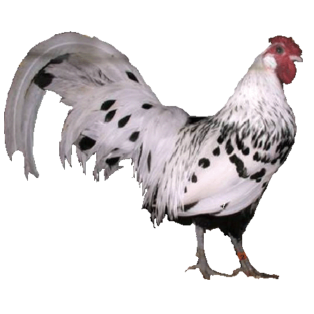 Снимка на гълъб