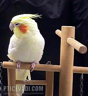Снимка на гълъб