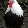 птица