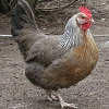 птица