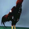 птица
