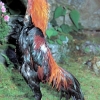 птица