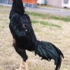 птица