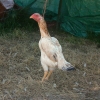 птица
