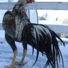 птица