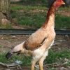 птица