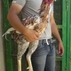 птица