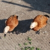птица