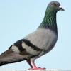 птица