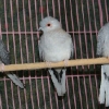 птица
